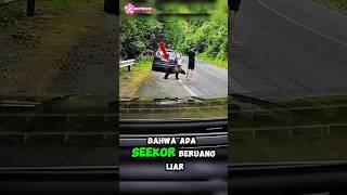 Detik-Detik Beruang Liar Mengintai Seorang Pria Dari Belakang‼️🐻😮
