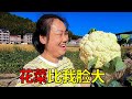 菜園摘菜，各種蔬菜長勢喜人，媳婦笑得合不攏嘴 | The cauliflower is growing so well, it's bigger than my face