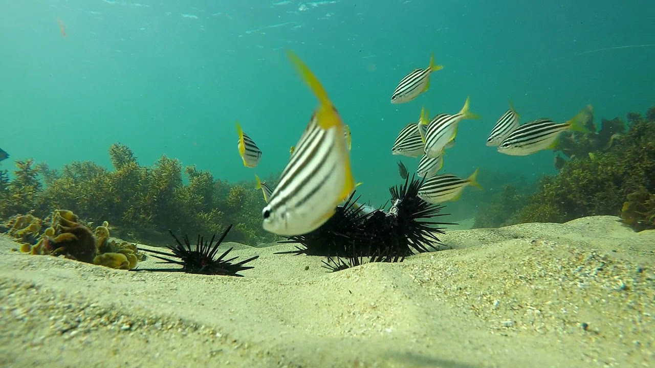Freediving Sydney, Australia