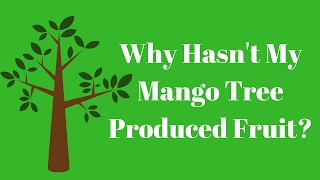 Why Hasn't My Mango Tree Produced Fruit? - Urbanmali.com