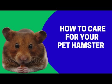 ვიდეო: Hamster Care 101: როგორ ვიზრუნოთ ზაზუნაზე