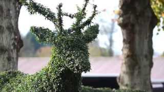 Topiary Art by Agrumi