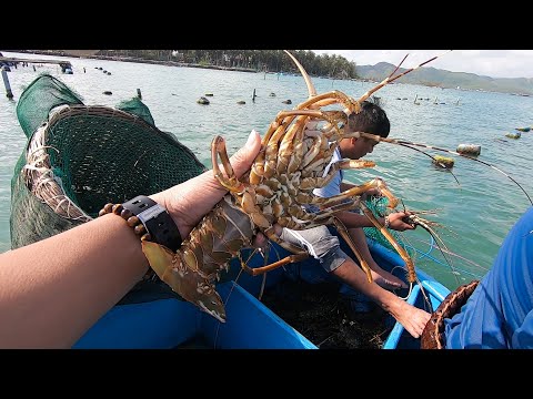 Video Bất ngờ được ăn Tôm hùm Cốm (Tôm hùm lột) Siêu ngon... - youtube