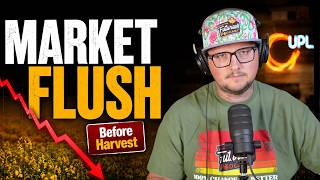 Grain Markets Flushed. What Should Farmers Do Now?