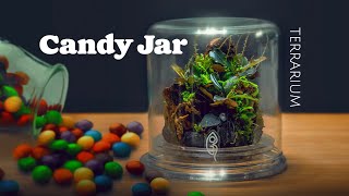 How to build a Terrarium from a Candy Jar - Step by Step