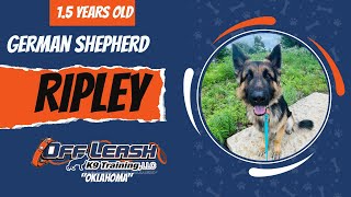 Ripley the German Shepherd | Best German Shepherd Training | Off Leash K9 | Board &amp; Train | Oklahoma