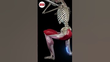 Check out the front-loaded reverse lunge with our latest animation! 💪