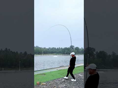 Câu cá trắm đen ở Trung Quốc #chungnguyenfishing #shorts #fishing #cauca