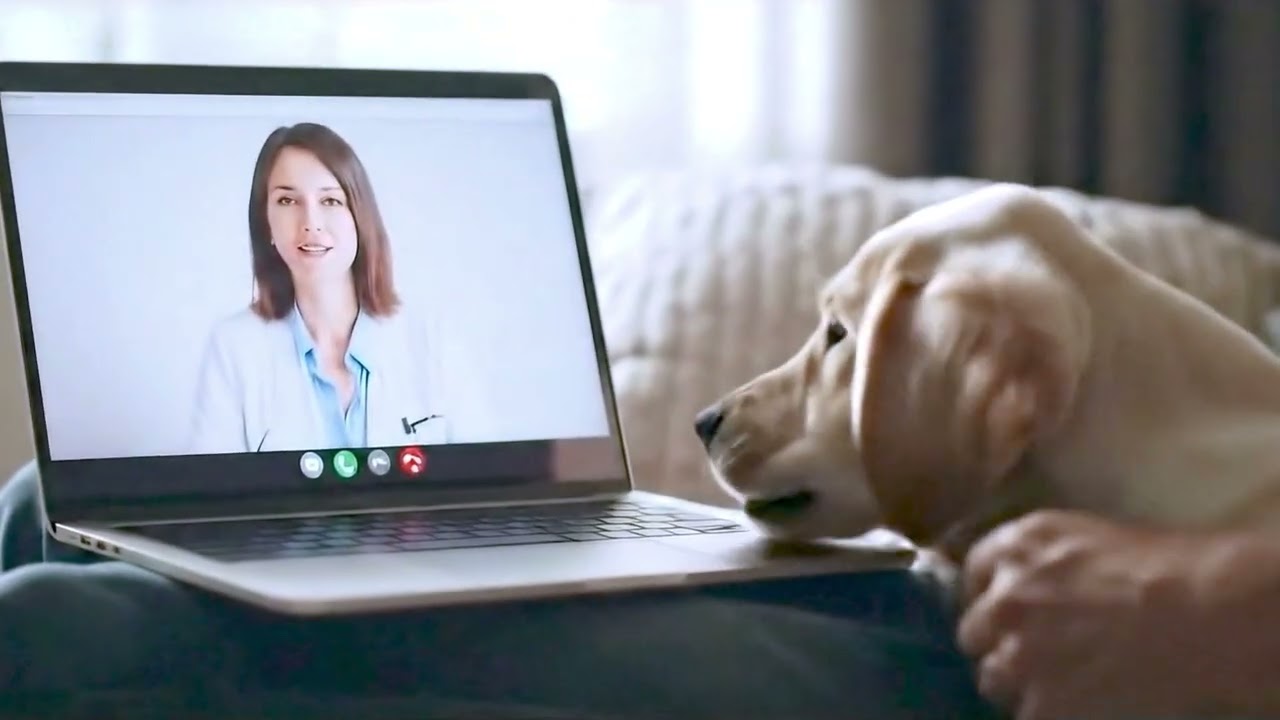 24/7 Online Vet Support for Pets | RexVet Promo Video