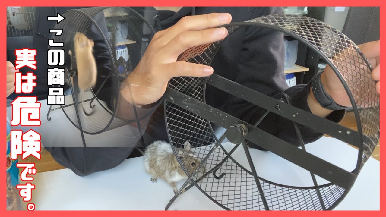 User Review] Is it actually dangerous to use Metal Silent on degus