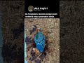 Bunu Kimse Beklemiyordu! Tarantula Kabuk Değiştiriyor 🔵