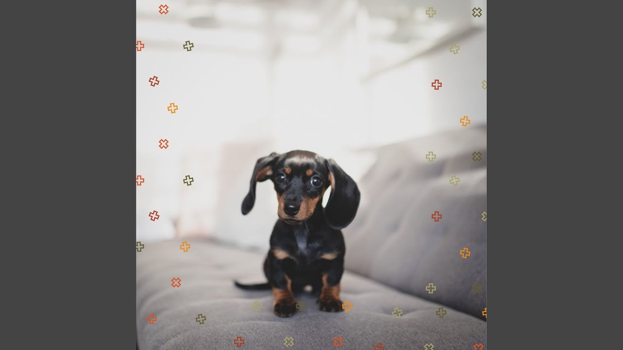 Terrific Moods for Pet Dogs