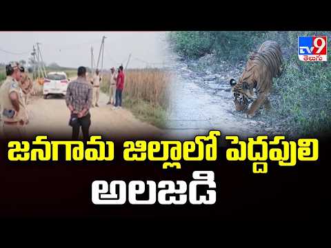 Tiger Terror in Jangaon: జనగామ జిల్లాలో పెద్దపులి అలజడి - TV9 - TV9