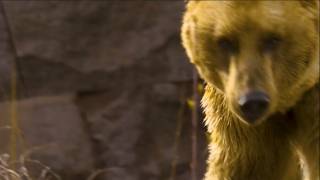 Download Lagu George Evanoff Interrupted This Grizzlies' Dinner