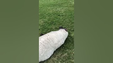 Saved a stuck sheep.