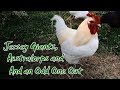 Jersey Giants, Australorps and an Odd One Out | Chicken Check-In #2 with Liz Zorab