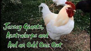 Jersey Giants, Australorps and an Odd One Out | Chicken CheckIn #2 with Liz Zorab