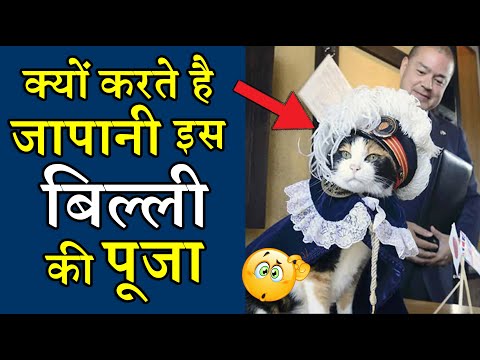 वीडियो: हमारे पेटलिंक्स Meowy Catmas प्रतियोगिता के विजेता