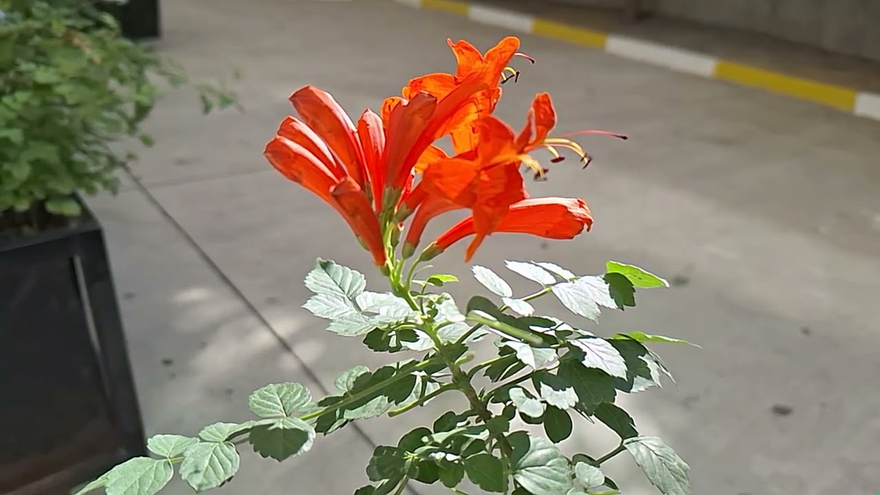 ‎@-earth.plants-animals  Tecomaria capensis,Cape honeysuckle,dorëzonjë e Kepit(1)