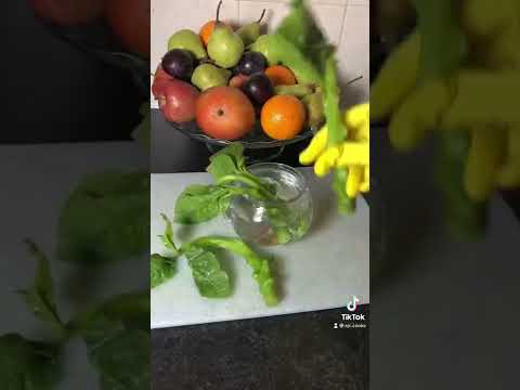 Video: Malabar ispanaq bitkiləri - Malabar ispanaqını necə yetişdirmək olar