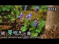 続・芽吹きの季節 山野草と雑木の庭 オンラインオープンガーデン(2023/3/31)