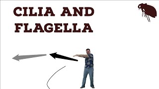 Cilia & Flagella
