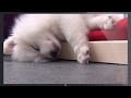 Best cute puppies compilation best funny animal compilation