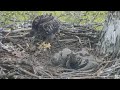 Hays Eaglet H13 standing foraging walking 2021 04 25 09 9:36AM