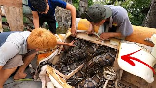 3 Brave Experts Catch Giant Snakes With Their Hands