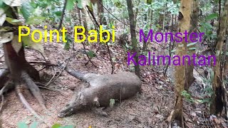 cek jerat point satu ekor babi hutan kalimantan