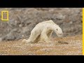 Lagonie dun ours polaire devient le symbole du changement climatique