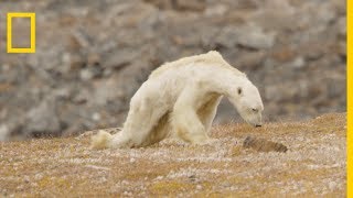 L'agonie d'un ours polaire devient le symbole du changement climatique