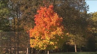 Fall colors peaking two weeks later than usual
