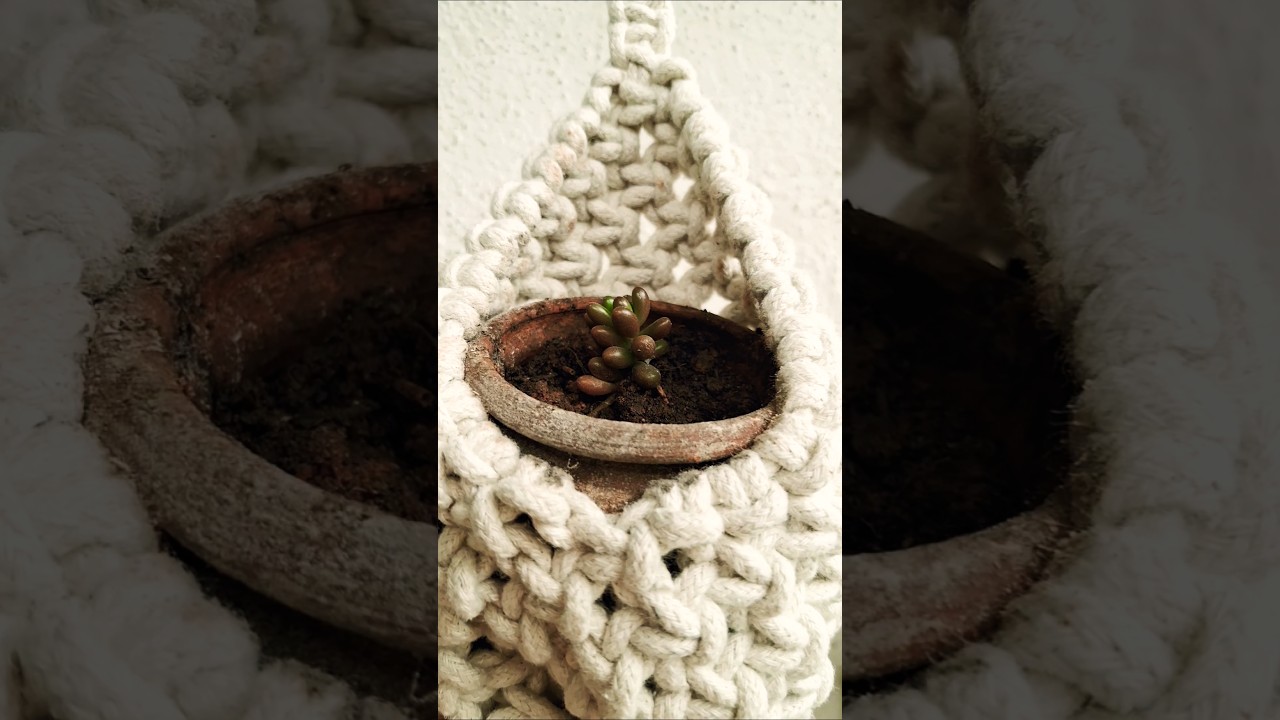 Jelly-Beans ,Sedum Rubrotinctum 