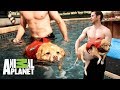 ¡Natación canina! | Kilos de Mascotas | Animal Planet
