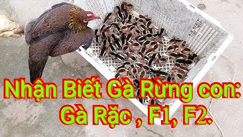 Nhận biết gà rừng con: gà rặc,gà F1,gà F2 sự khác nhau mỗi loại - the forest chicken of all kinds