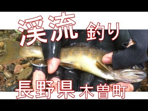 長野県 渓流釣り編 木曽町 セミ師匠釣り日記 15日目 Youtube
