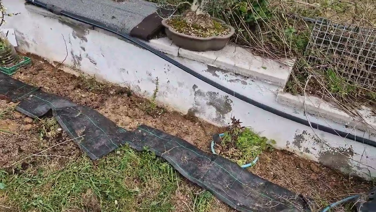 Nueva zona para los prebonsai, se abre un mundo de posibilidades!!