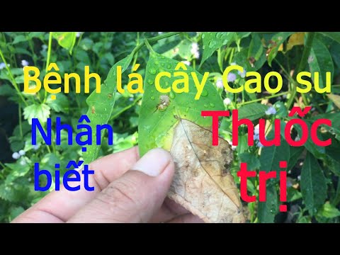 Video: Cây Cao Su Rụng Lá - Tại Sao Lá Rụng Cây Cao Su