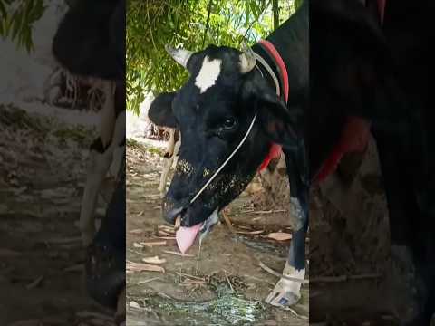 Heat stressed animal #trernding #views #youtube #farmers