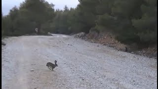 ΚΥΝΗΓΙ ΛΑΓΟΥ ΣΤΑΜΟΥΛΗΣ ΞΕΡΟΥΝ ΚΑΛΑ ΤΙ ΚΑΝΟΥΝ