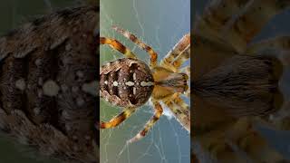 5 Facts about Spiders you did not know!