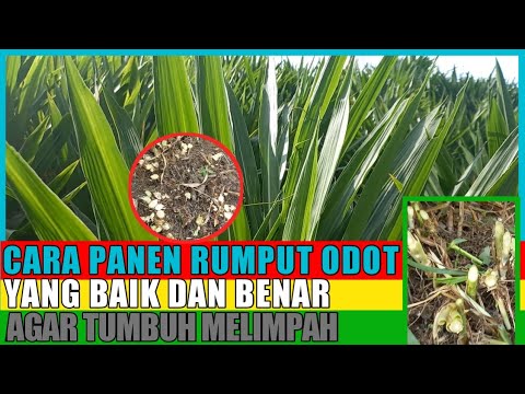 CARA PANEN RUMPUT ODOT YANG BENAR, AGAR CEPAT TUMBUH MELIMPAH 