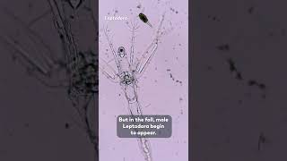 Leptodora Lay Eggs... Sometimes