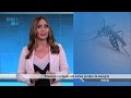 Dengue/Graziele Raposo