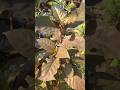handeuleum atau daun ungu | Graptophyllum pictum #daunungu #handeuleum #graptophyllumpictum