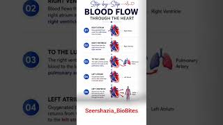 step by step blood flow through the Heart