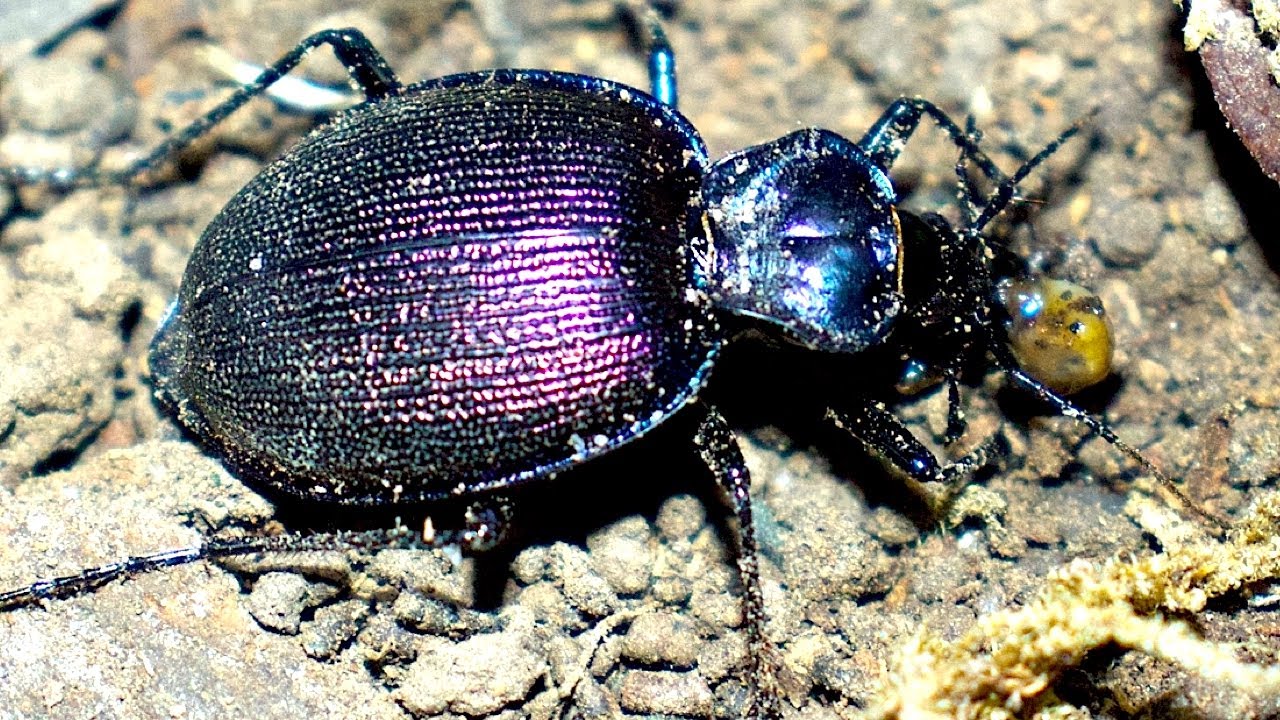 Killer of Snails Snail Hunter YouTube