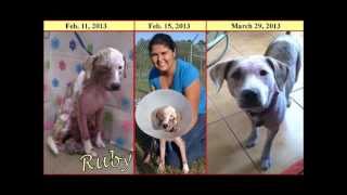 Ucf Lead Scholars - Dont Shop, Adopt Campaign