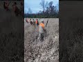 What goes up must come down. #uplandhunting #doglife  #huntohio